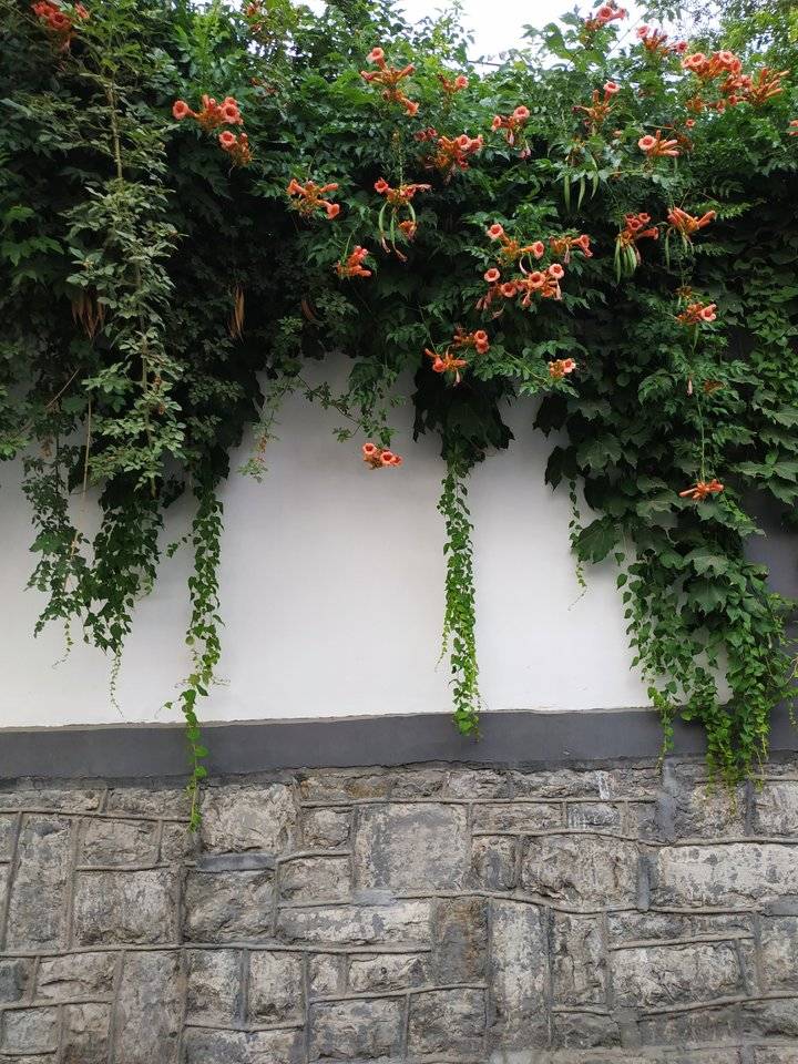 盲肠似的古巷:桃花流水,不出人间;古巷一步,亦成诗篇(图1) 盲肠似的古巷:桃花流水,不出人间;古巷一步,亦成诗篇(图1)