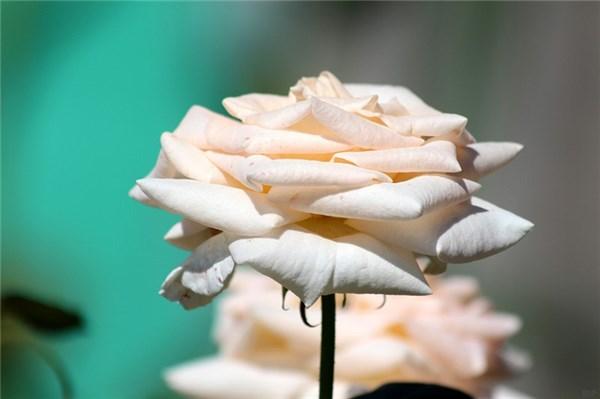 28个惊艳好句：句句都是对生活最好的致敬(图1)