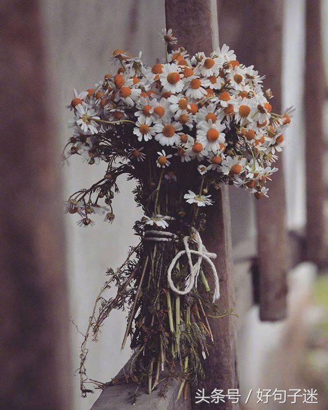 优美的句子摘抄简短，句句让人一看就倾心！(图4)