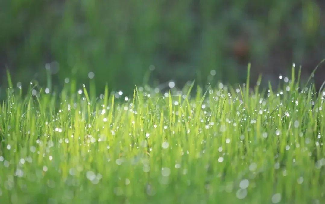 学习心得｜青青禾苗 得水之润(图2)