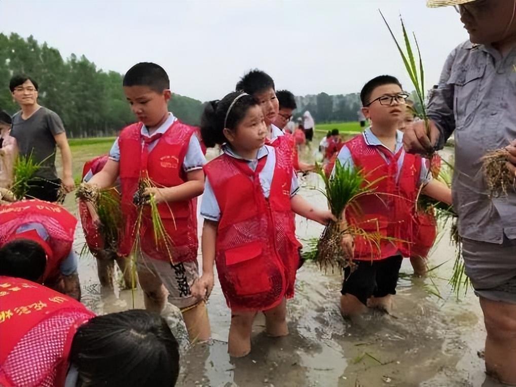 禾苗青青劳动忙 星星闪闪播希望——合肥师范附小劳动主题活动(图2)