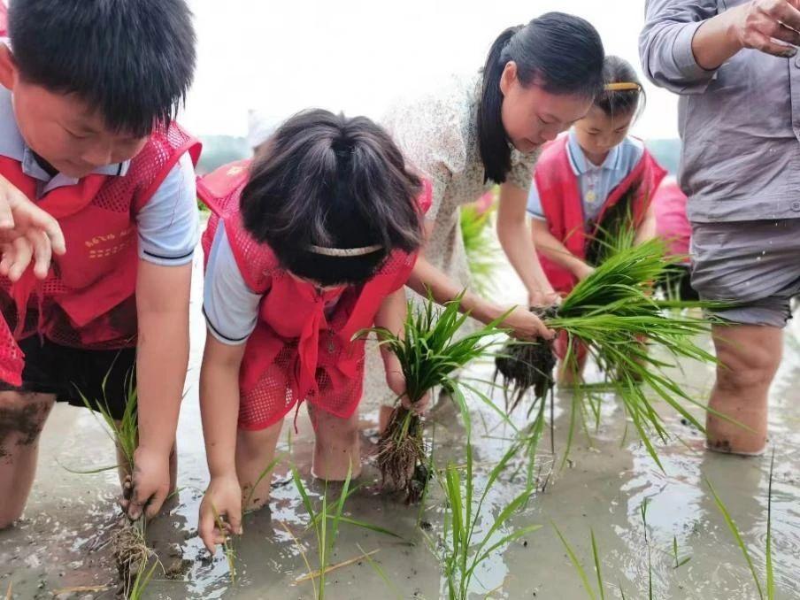 禾苗青青劳动忙 星星闪闪播希望——合肥师范附小劳动主题活动(图3)