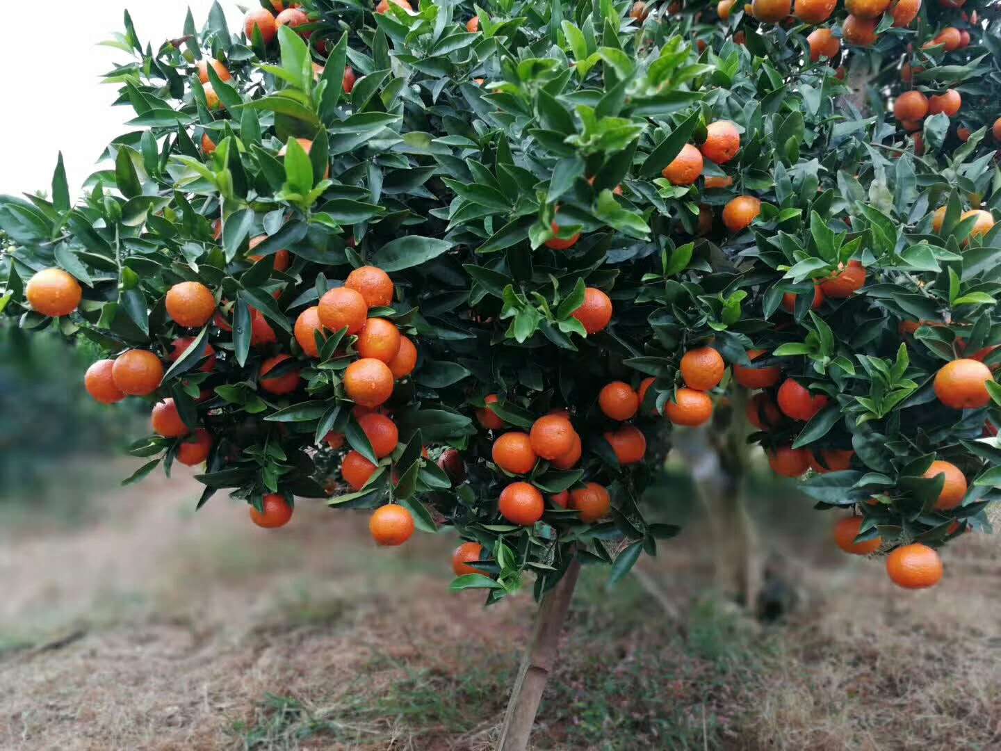 果树管理经典语录,太实用了,一目了然!(图1) 果树管理经典语录,太实用了,一目了然!(图1)