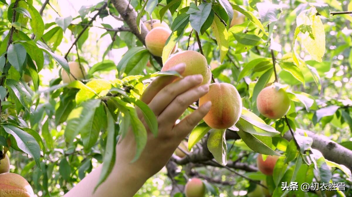 诗经七首，谈谈中国先秦的植树，桃桑梅柳都成林(图2)