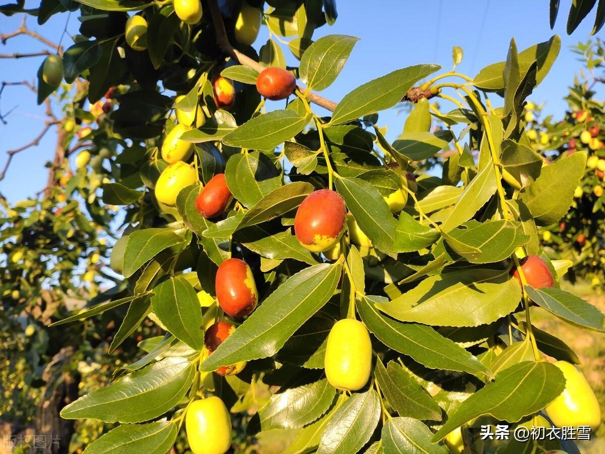 诗经七首，谈谈中国先秦的植树，桃桑梅柳都成林(图4)