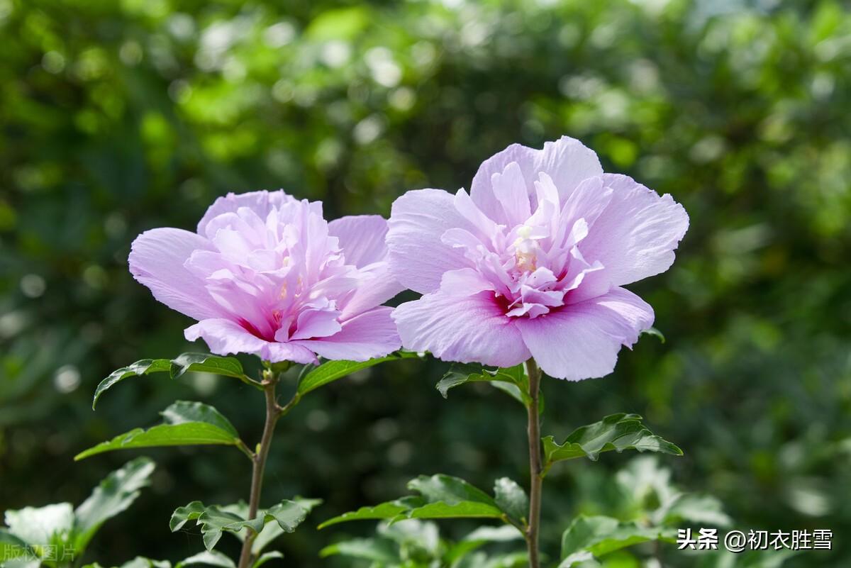 诗经七首，谈谈中国先秦的植树，桃桑梅柳都成林(图5)