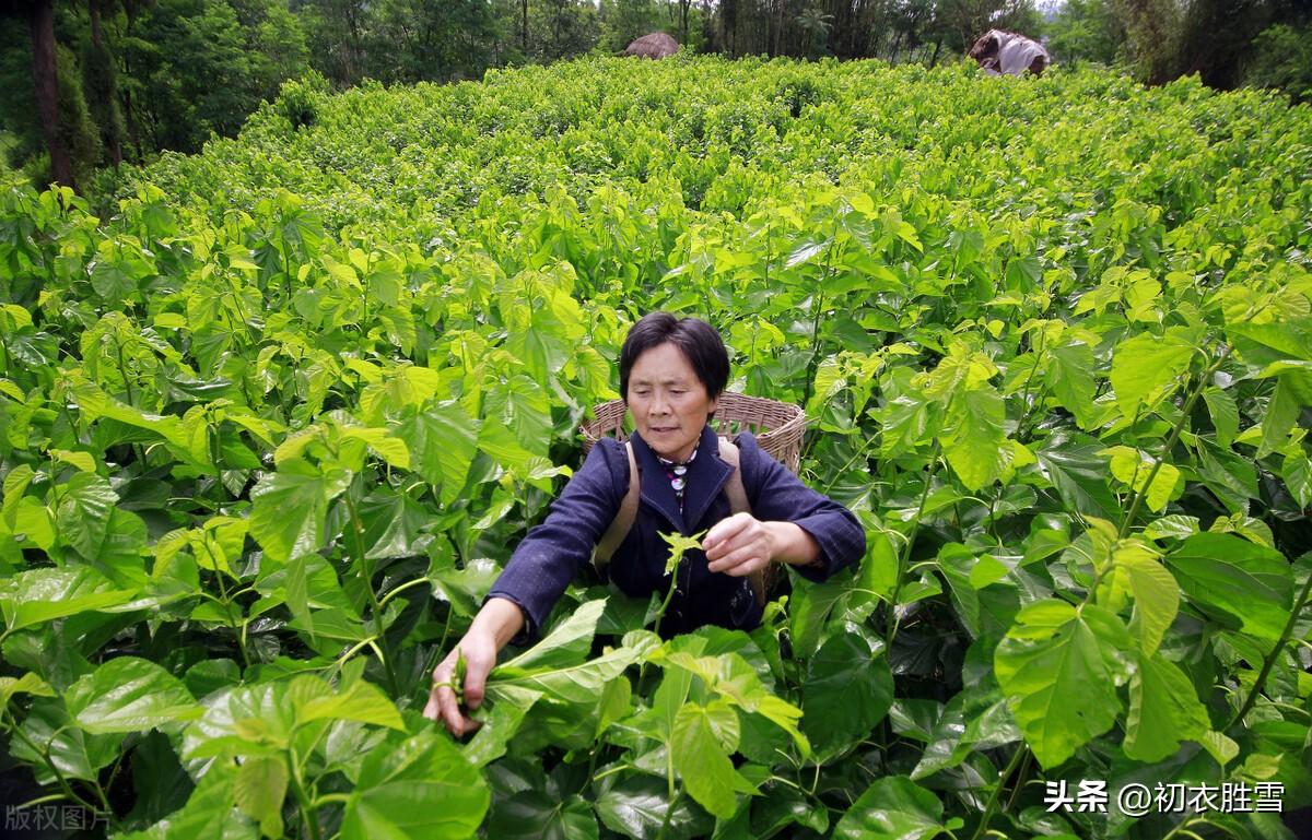 诗经七首，谈谈中国先秦的植树，桃桑梅柳都成林(图6)