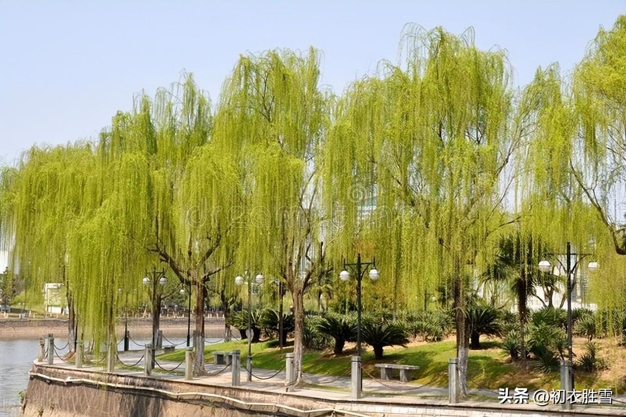 诗经七首，谈谈中国先秦的植树，桃桑梅柳都成林(图7)