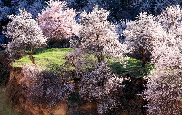 植树节你准备怎么过，12句诗词带你了解宋人与树木的亲密(图4)