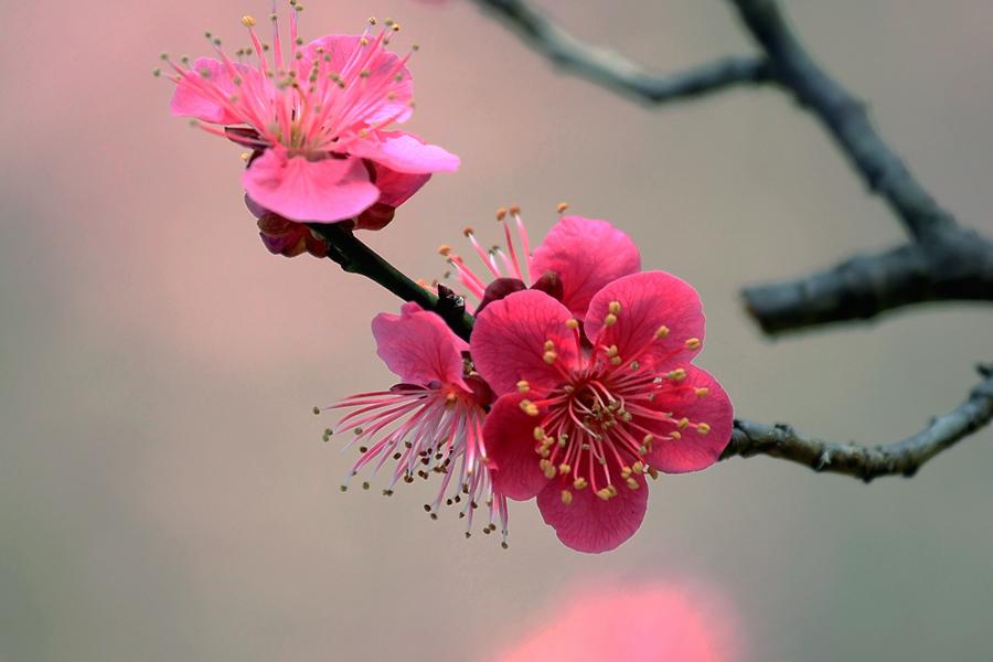 植树节你准备怎么过，12句诗词带你了解宋人与树木的亲密(图5)