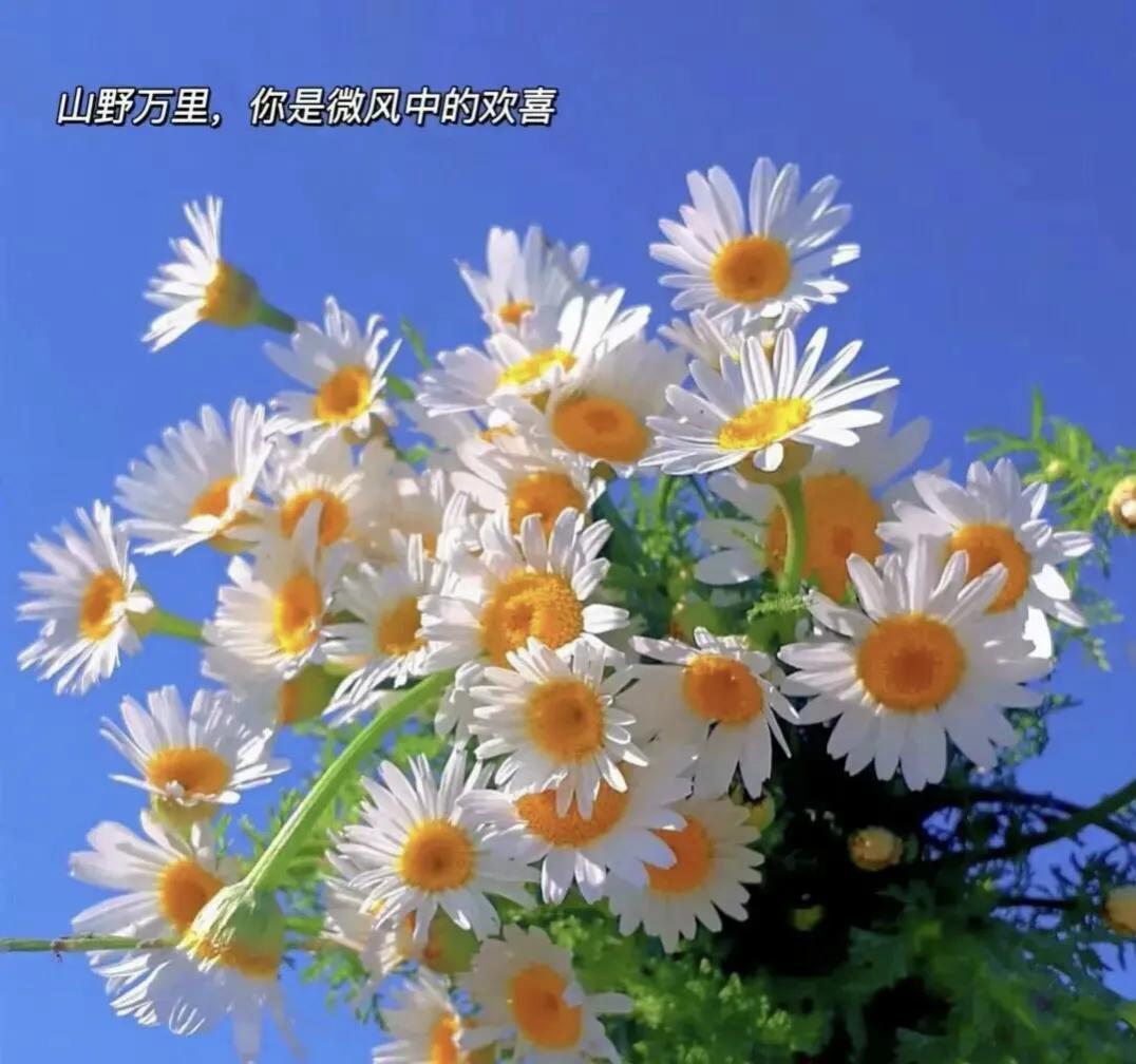 平凡里透着光的励志青春文案：我们终将上岸，阳光万里(图3)