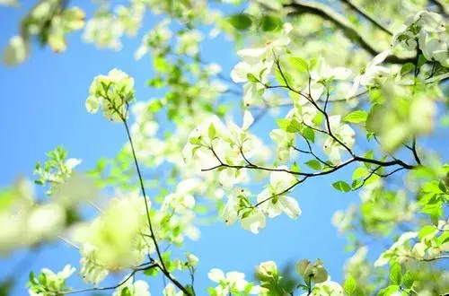 早安问候语简短一句话 早上好的句子(图1)