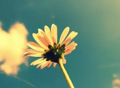 早安问候语简短一句话 早上好的句子(图7)