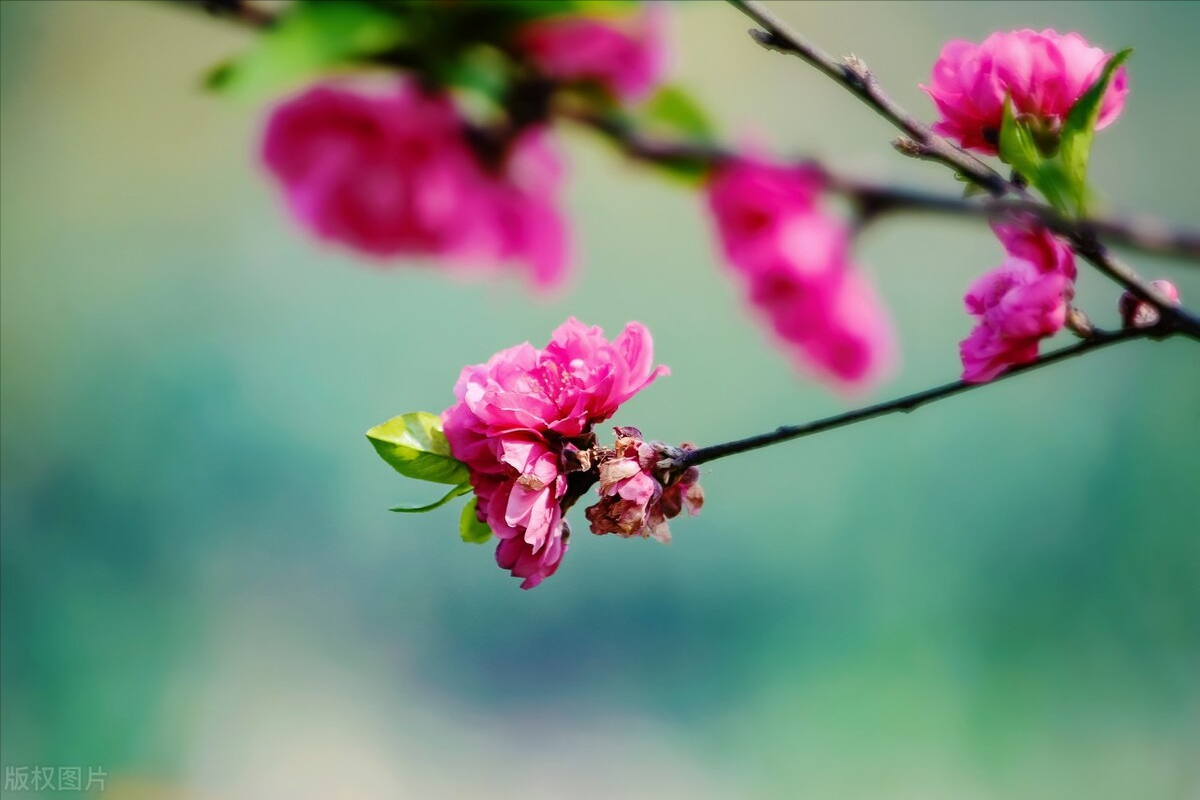 朋友圈文案|一月再见，二月你好！(图1)