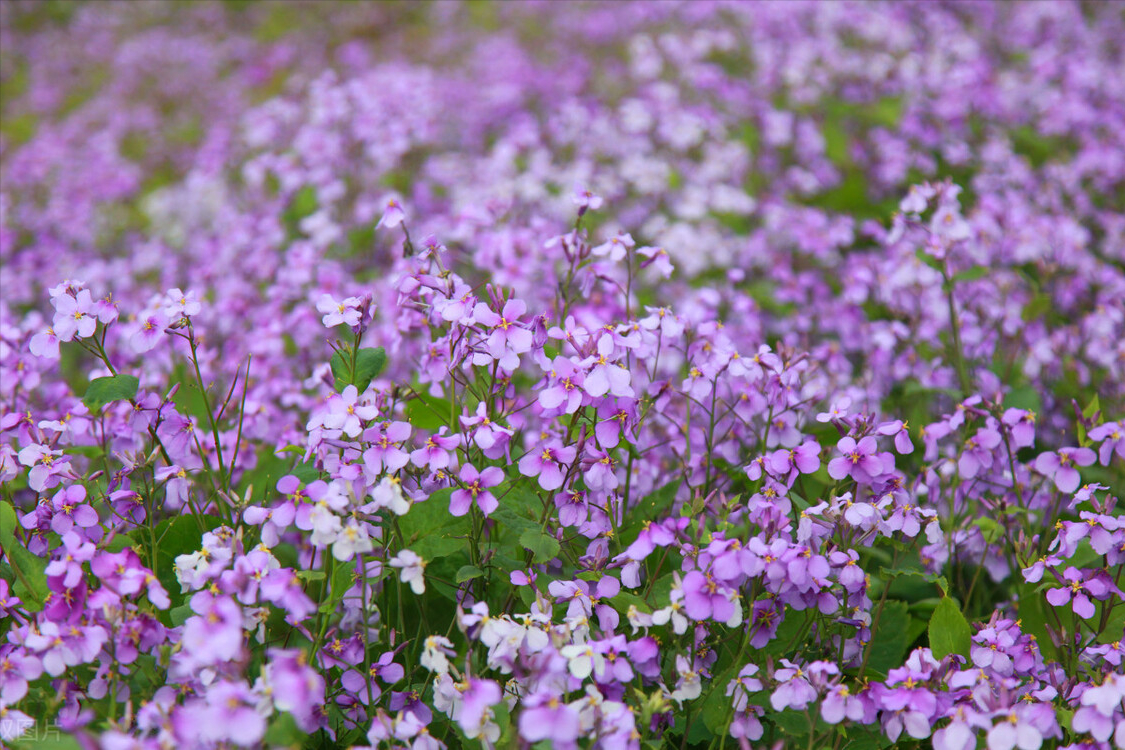 朋友圈文案|一月再见，二月你好！(图2)