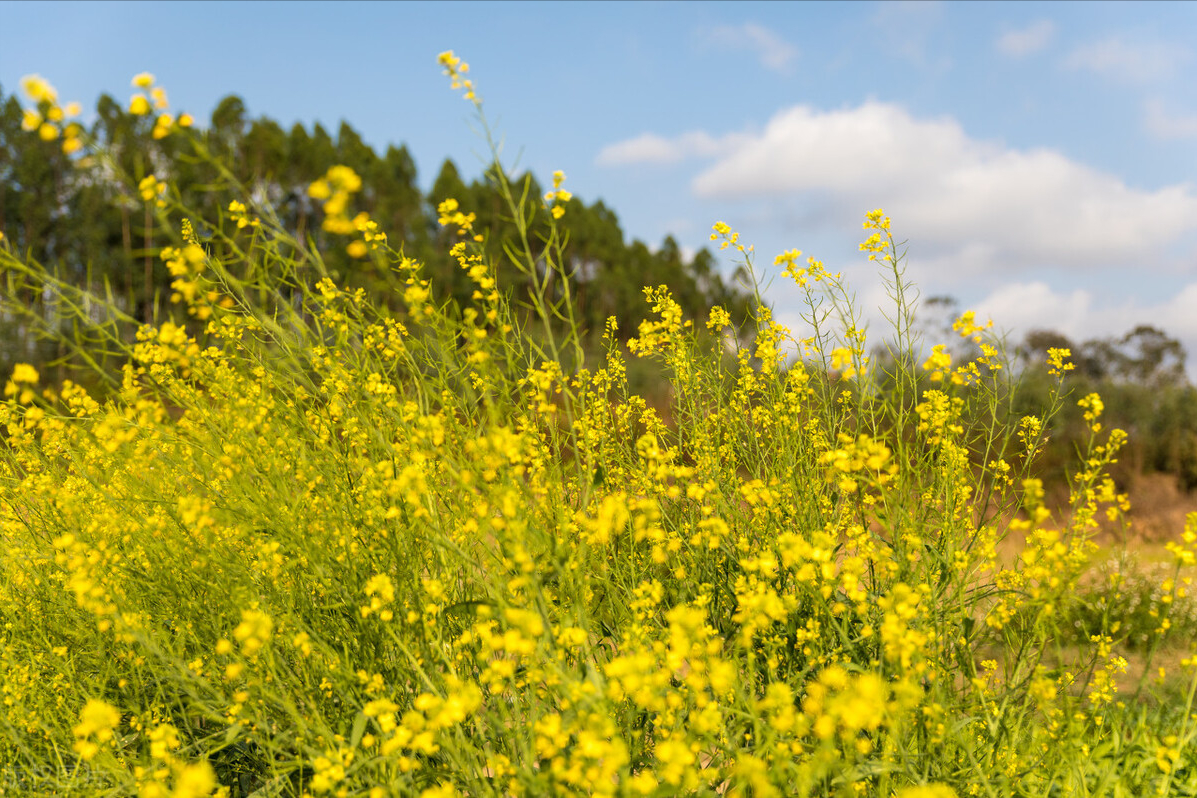 朋友圈文案|一月再见，二月你好！(图6)