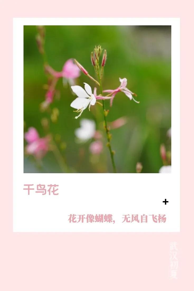 武汉的初夏溅起“小水花”，好美(图3)