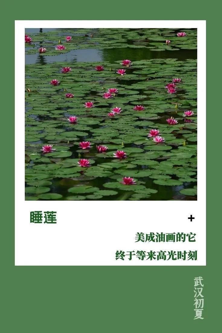 武汉的初夏溅起“小水花”，好美(图5)