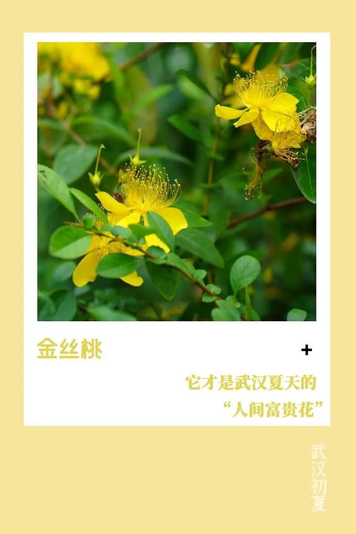 武汉的初夏溅起“小水花”，好美(图6)