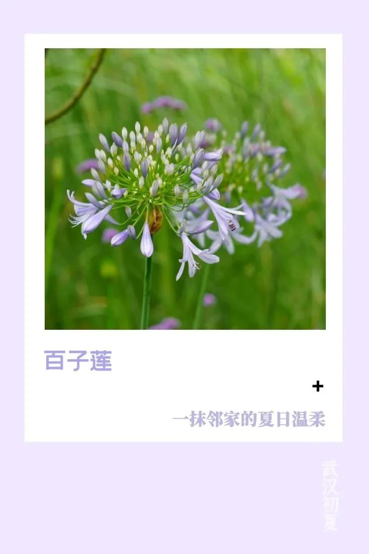 武汉的初夏溅起“小水花”，好美(图7)
