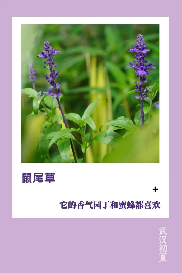 武汉的初夏溅起“小水花”，好美(图8)
