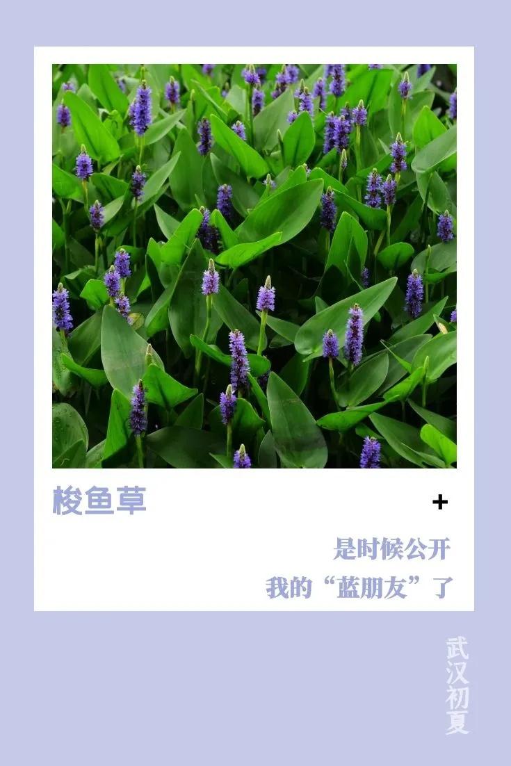 武汉的初夏溅起“小水花”，好美(图9)