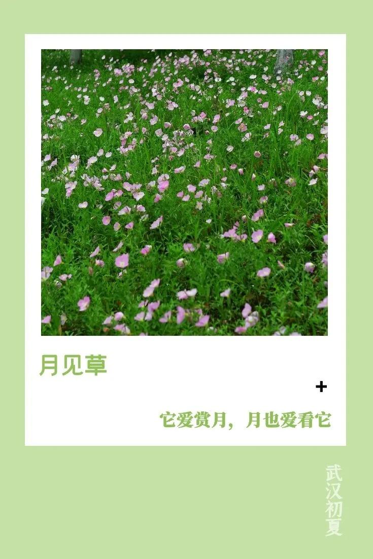 武汉的初夏溅起“小水花”，好美(图10)