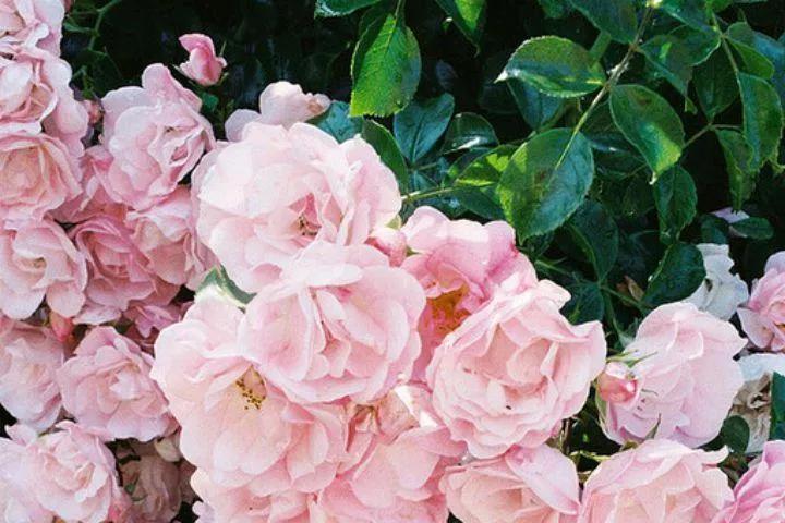 愿你走过江南水岸，遇见烟柳醉春；穿过江南烟雨，遇见繁花似锦(图1)