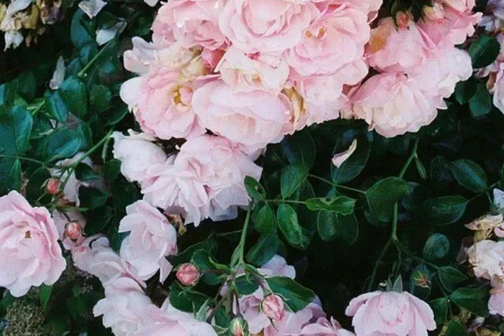 愿你走过江南水岸，遇见烟柳醉春；穿过江南烟雨，遇见繁花似锦(图2)