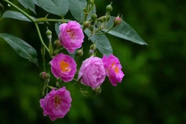 愿你走过江南水岸，遇见烟柳醉春；穿过江南烟雨，遇见繁花似锦(图3)