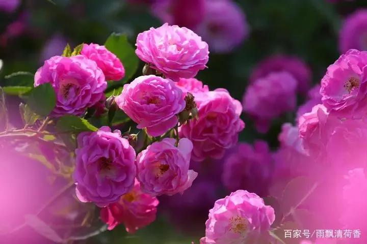 愿你走过江南水岸，遇见烟柳醉春；穿过江南烟雨，遇见繁花似锦(图4)