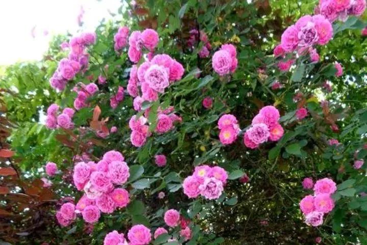 愿你走过江南水岸，遇见烟柳醉春；穿过江南烟雨，遇见繁花似锦(图5)