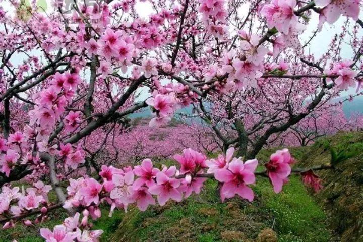 愿你走过江南水岸，遇见烟柳醉春；穿过江南烟雨，遇见繁花似锦(图6)
