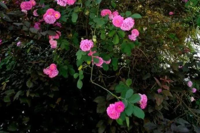 愿你走过江南水岸，遇见烟柳醉春；穿过江南烟雨，遇见繁花似锦(图7)