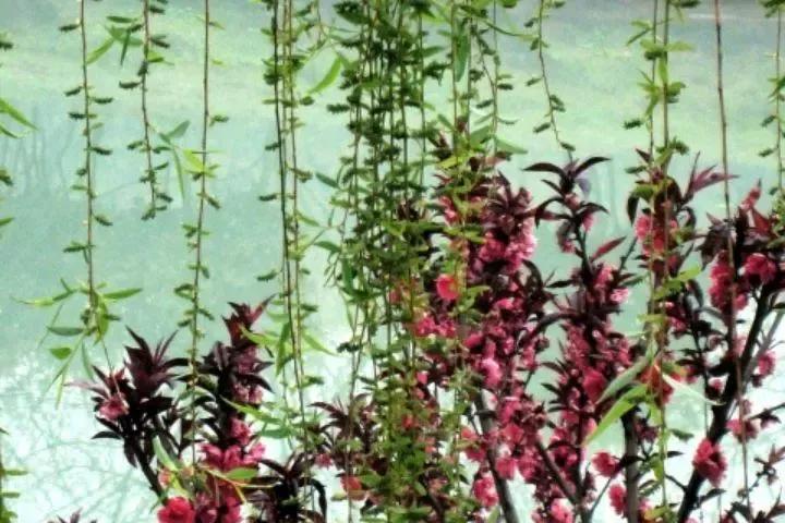 愿你走过江南水岸，遇见烟柳醉春；穿过江南烟雨，遇见繁花似锦(图8)