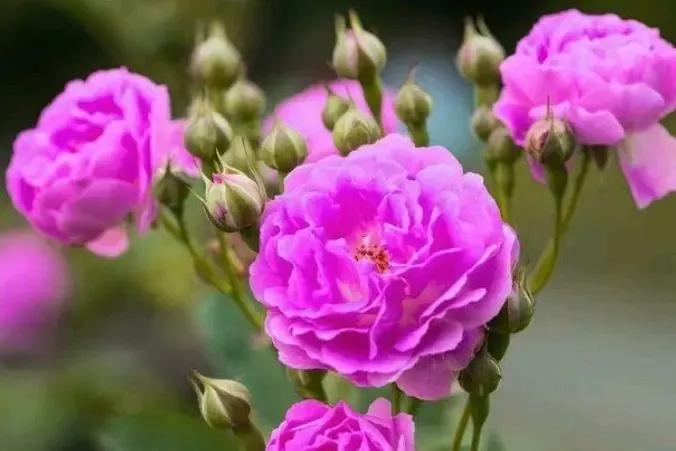 愿你走过江南水岸，遇见烟柳醉春；穿过江南烟雨，遇见繁花似锦(图9)