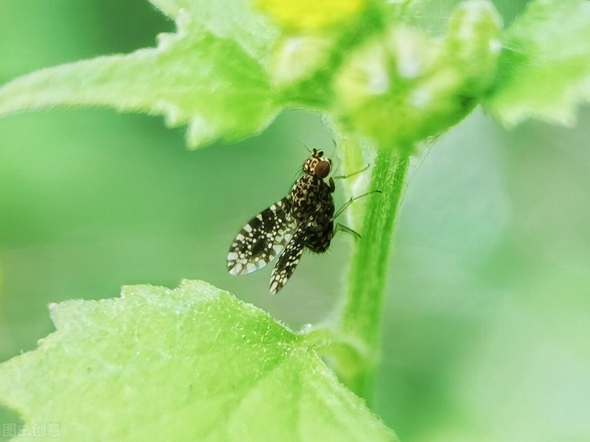 浅夏淡过花开时，听落雨如诗，听时光滴落，听年华漫过水岸(图2)