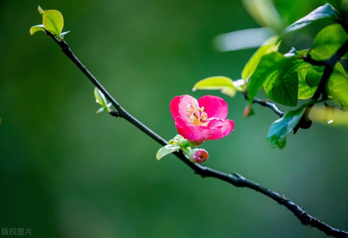 浅夏淡过花开时，听落雨如诗，听时光滴落，听年华漫过水岸(图5)