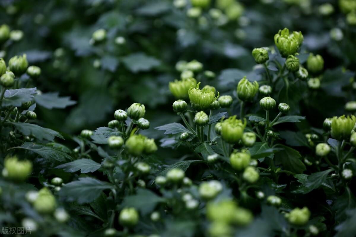 浅夏淡过花开时，听落雨如诗，听时光滴落，听年华漫过水岸(图6)