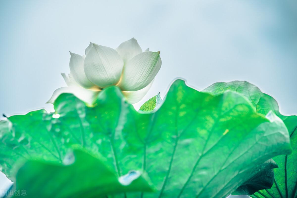 浅夏淡过花开时，听落雨如诗，听时光滴落，听年华漫过水岸(图7)