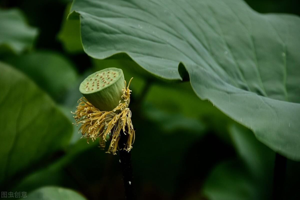 浅夏淡过花开时，听落雨如诗，听时光滴落，听年华漫过水岸(图8)