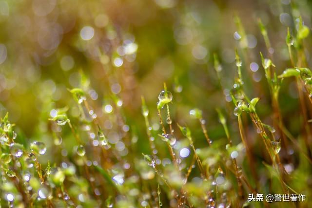 七律，春霖似雾更朦胧（诗八首）(图8)