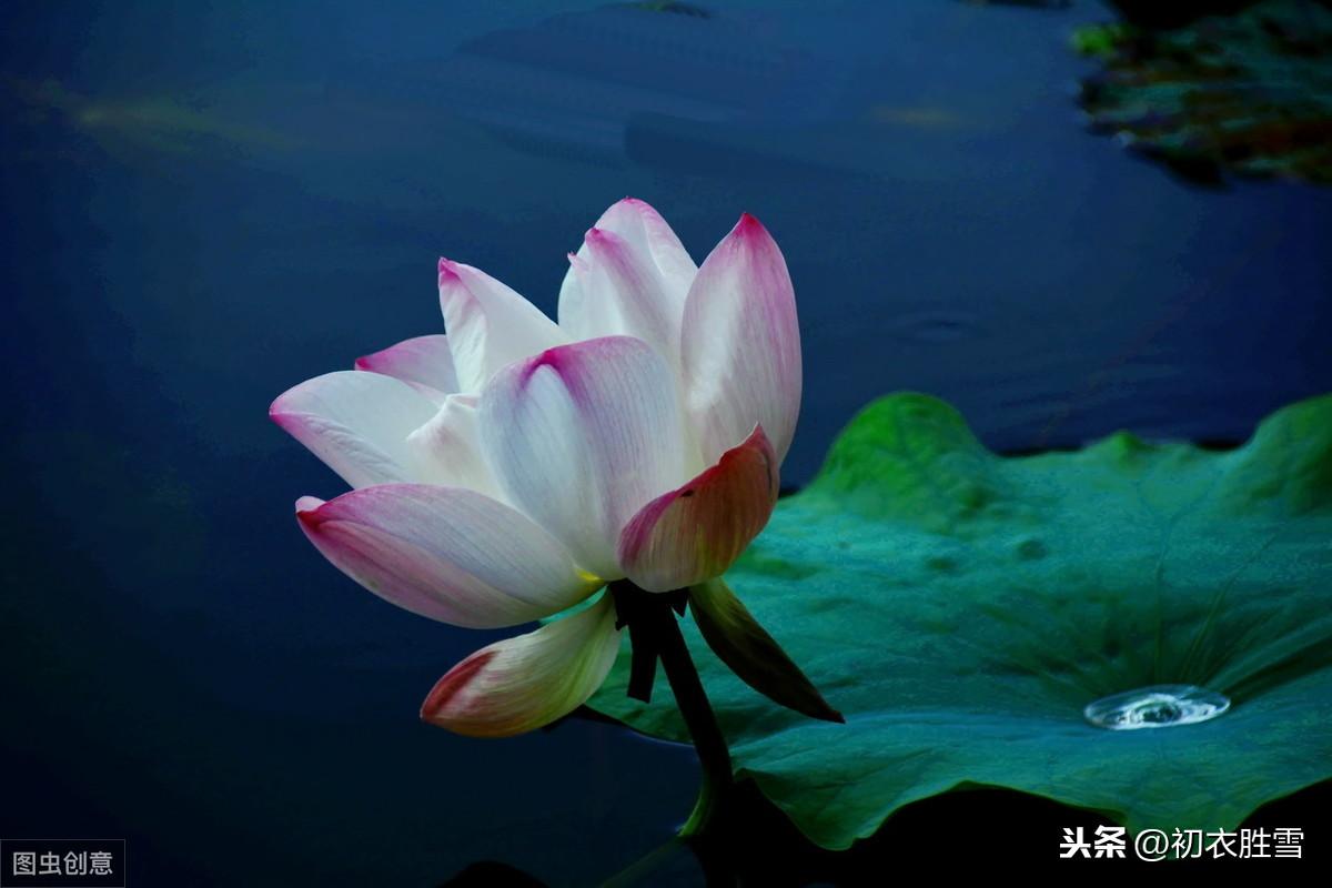 荷叶露珠美诗：盈盈荷上露，灼灼如明珠(图1)