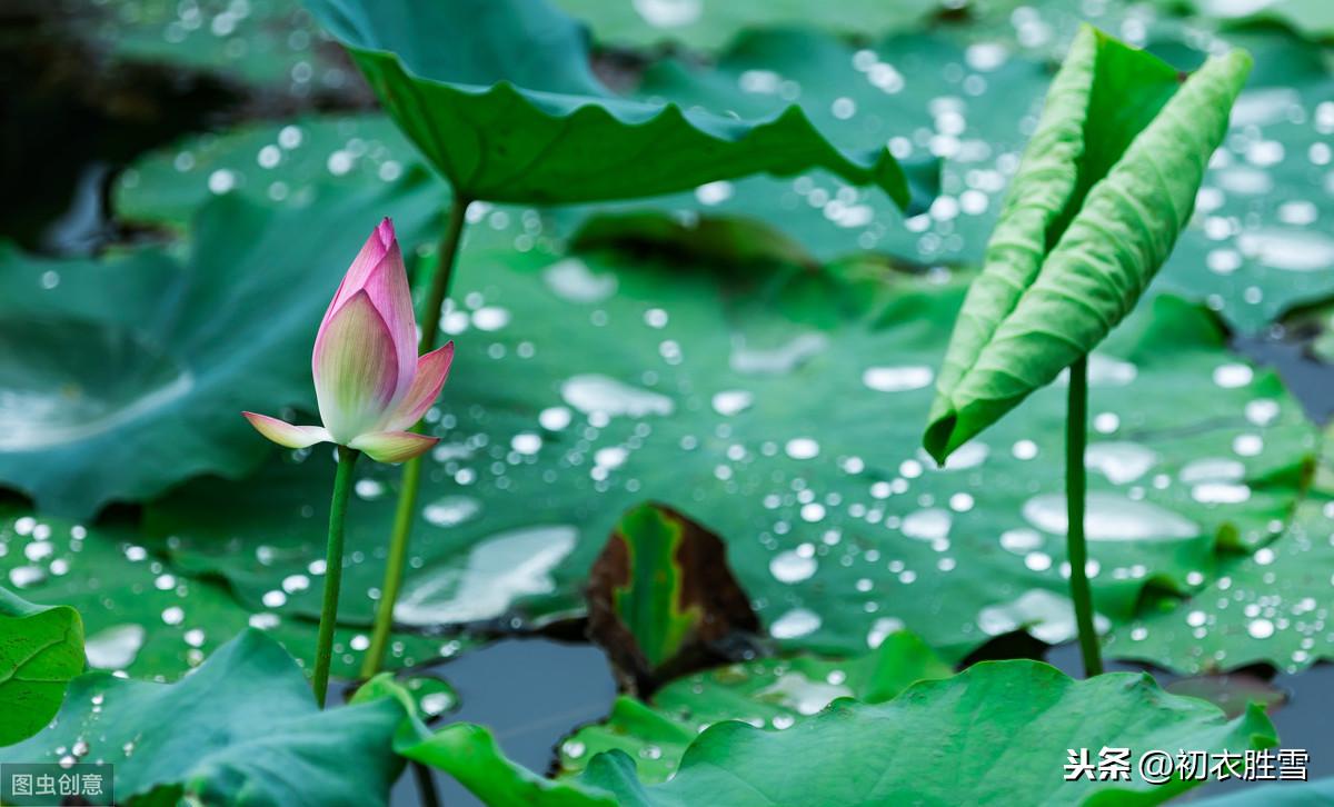 荷叶露珠美诗：盈盈荷上露，灼灼如明珠(图2)