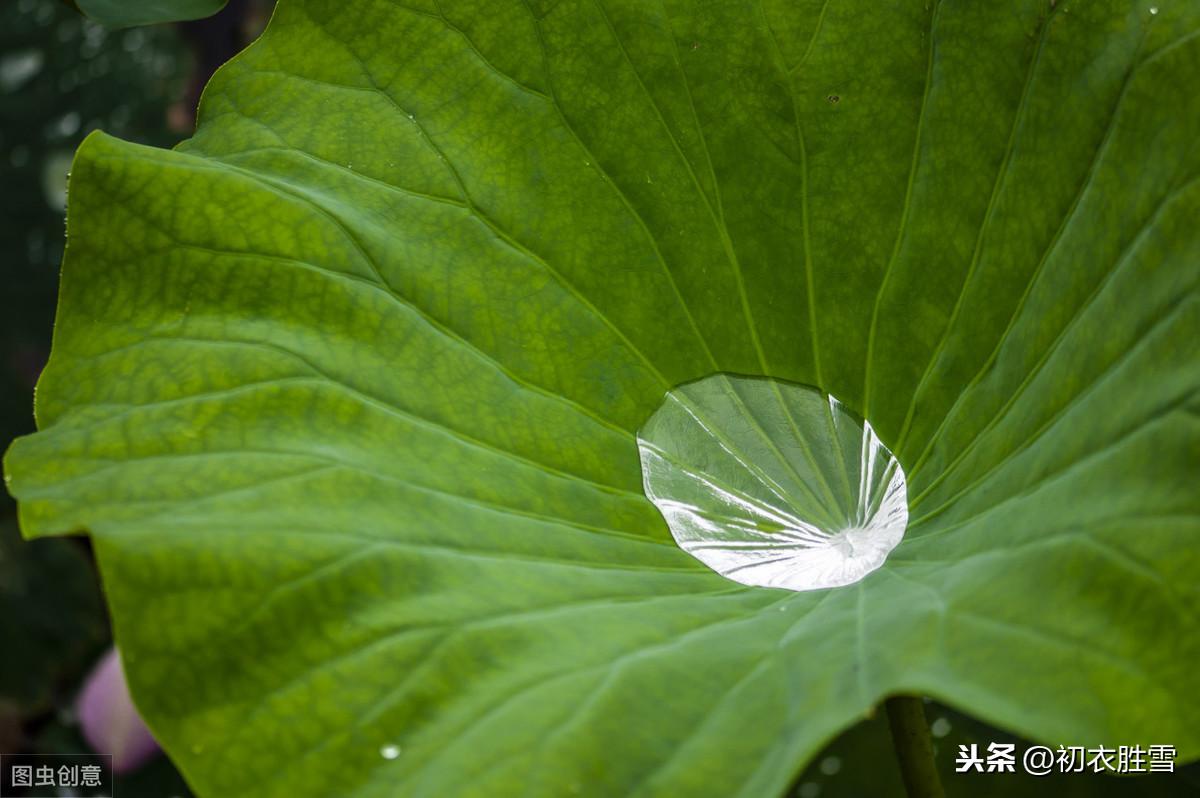 荷叶露珠美诗：盈盈荷上露，灼灼如明珠(图3)