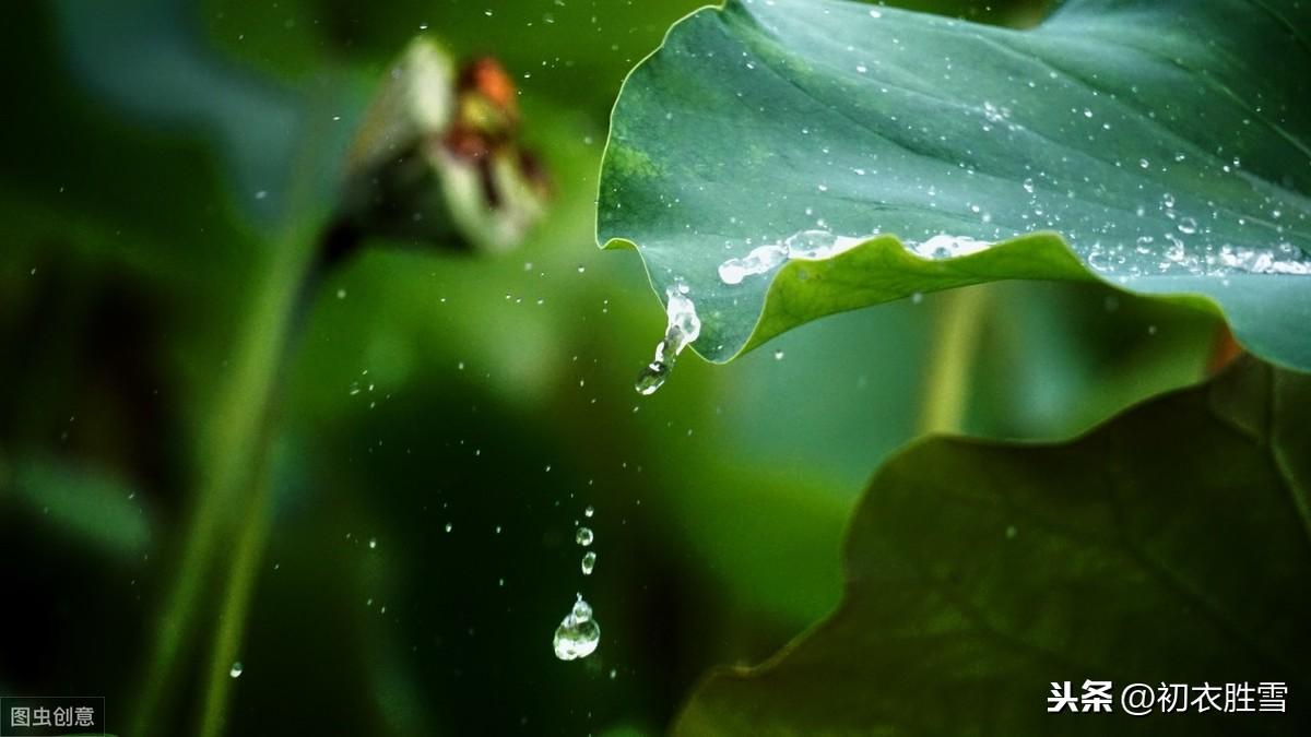 荷叶露珠美诗：盈盈荷上露，灼灼如明珠(图5)