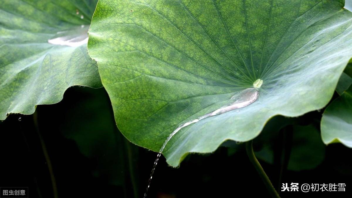 荷叶露珠美诗：盈盈荷上露，灼灼如明珠(图6)