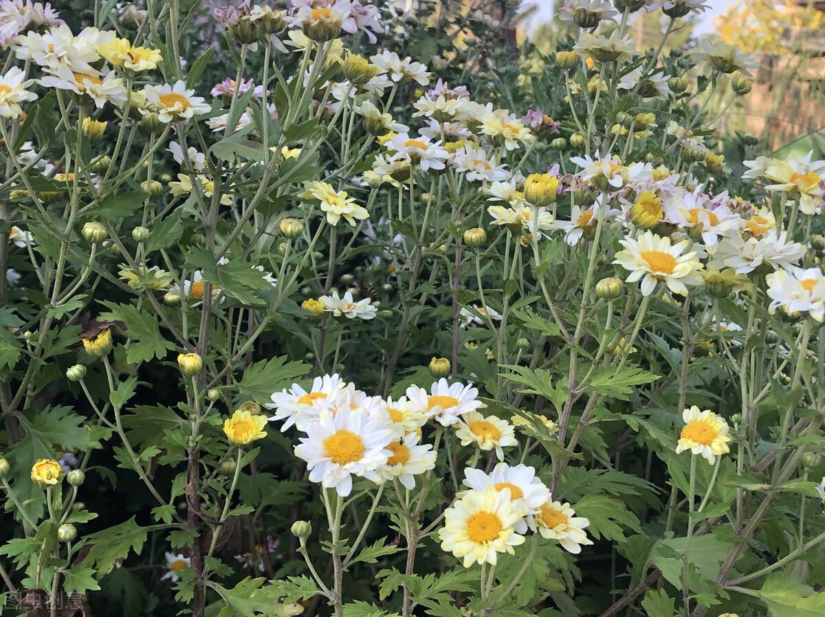 写给最爱的某人：想你了，无缘相守一生，就在心里想念到老(图1)