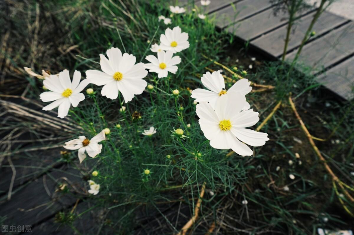 写给最爱的某人：想你了，无缘相守一生，就在心里想念到老(图3)