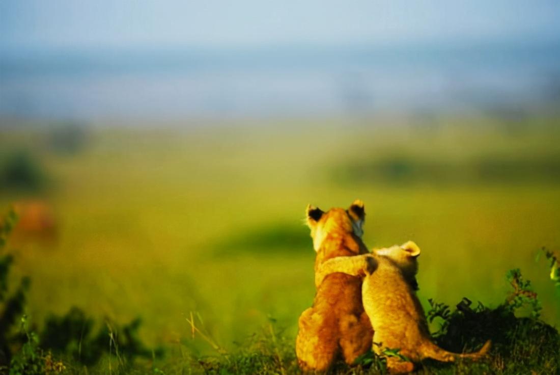 我为什么反对杀生，因为尊重动物的生命，就是尊重我们自己的生命(图1)